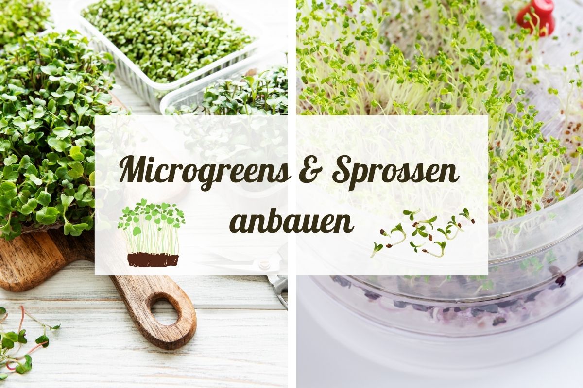 Microgreens & Sprossen anbauen: Frische Nährstoff-Booster für deine Küche