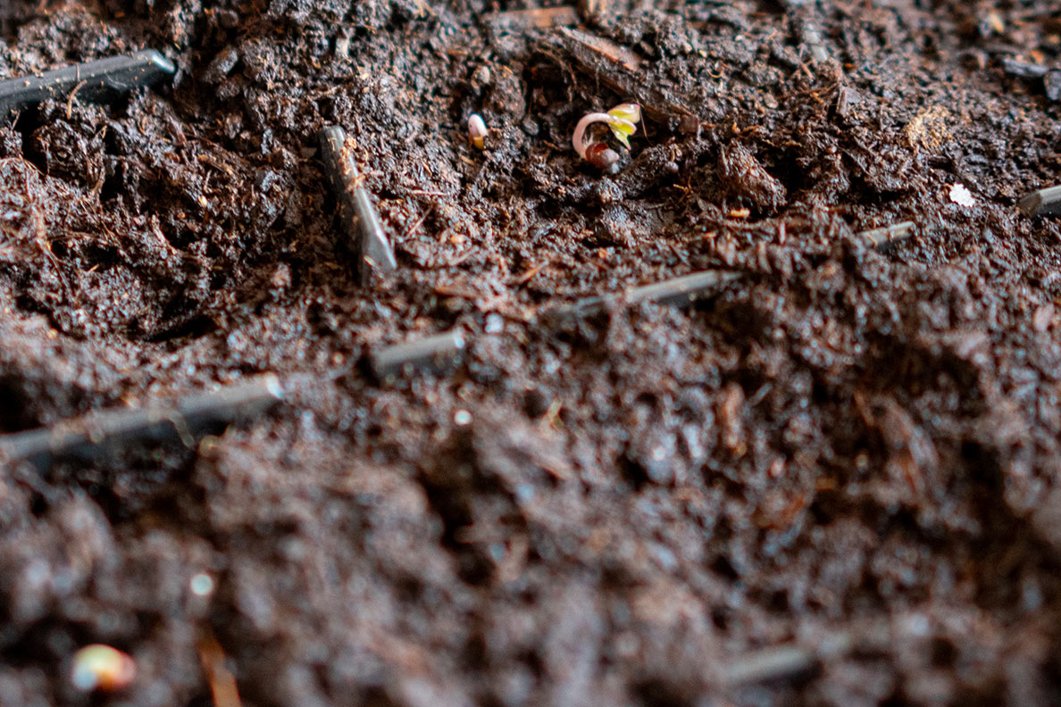 Microgreens beim Wachsen in einer Anzuchtbox