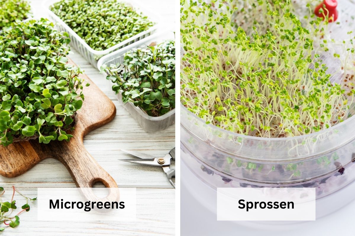 Microgreens und Sprossen: Das sind die Unterschiede