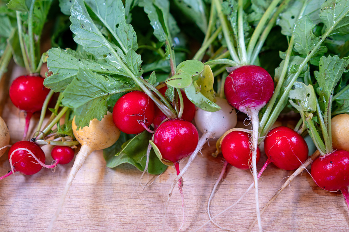 Radieschen Rezept: Ein Bund bunter Radieschen - perfekt zum Einlegen