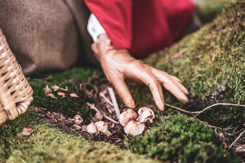 Cottagecore im Herbst: RetroCat beim Pilze sammeln im Wald