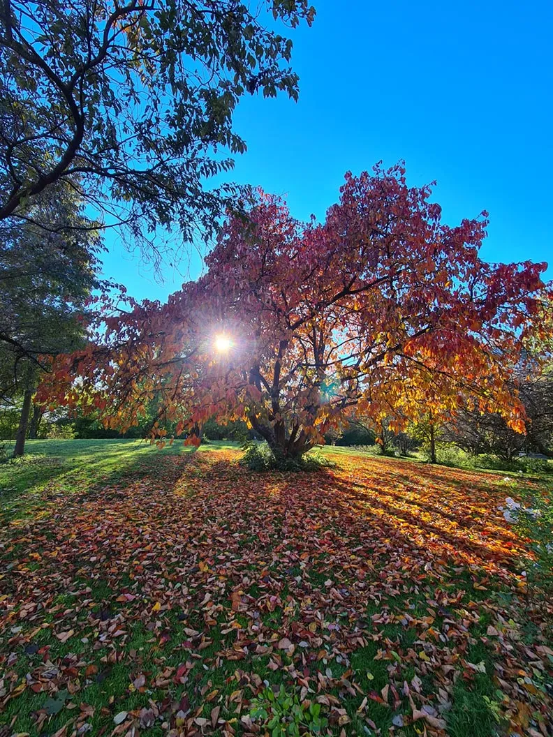 A colorful autumn tree with sun in the background