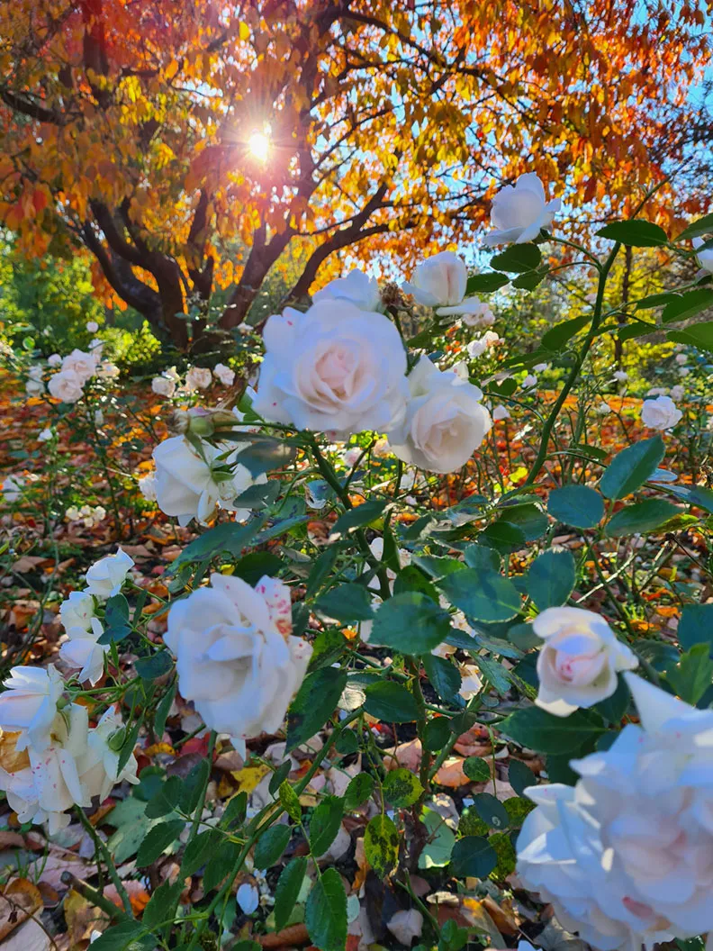 White roses against colorful autumn leaves