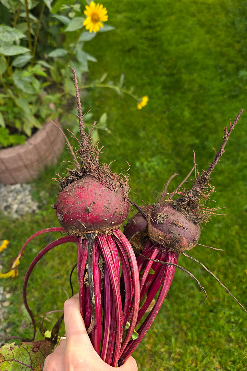 Fresh beetroot from RetroCat's vegetable patch