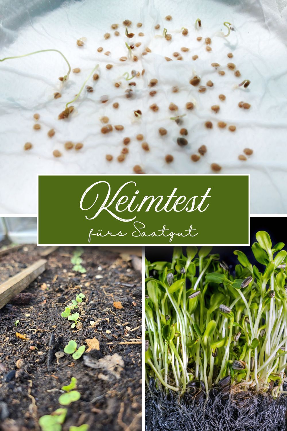 Keimtest für Saatgut durchführen: So klappt's ganz einfach