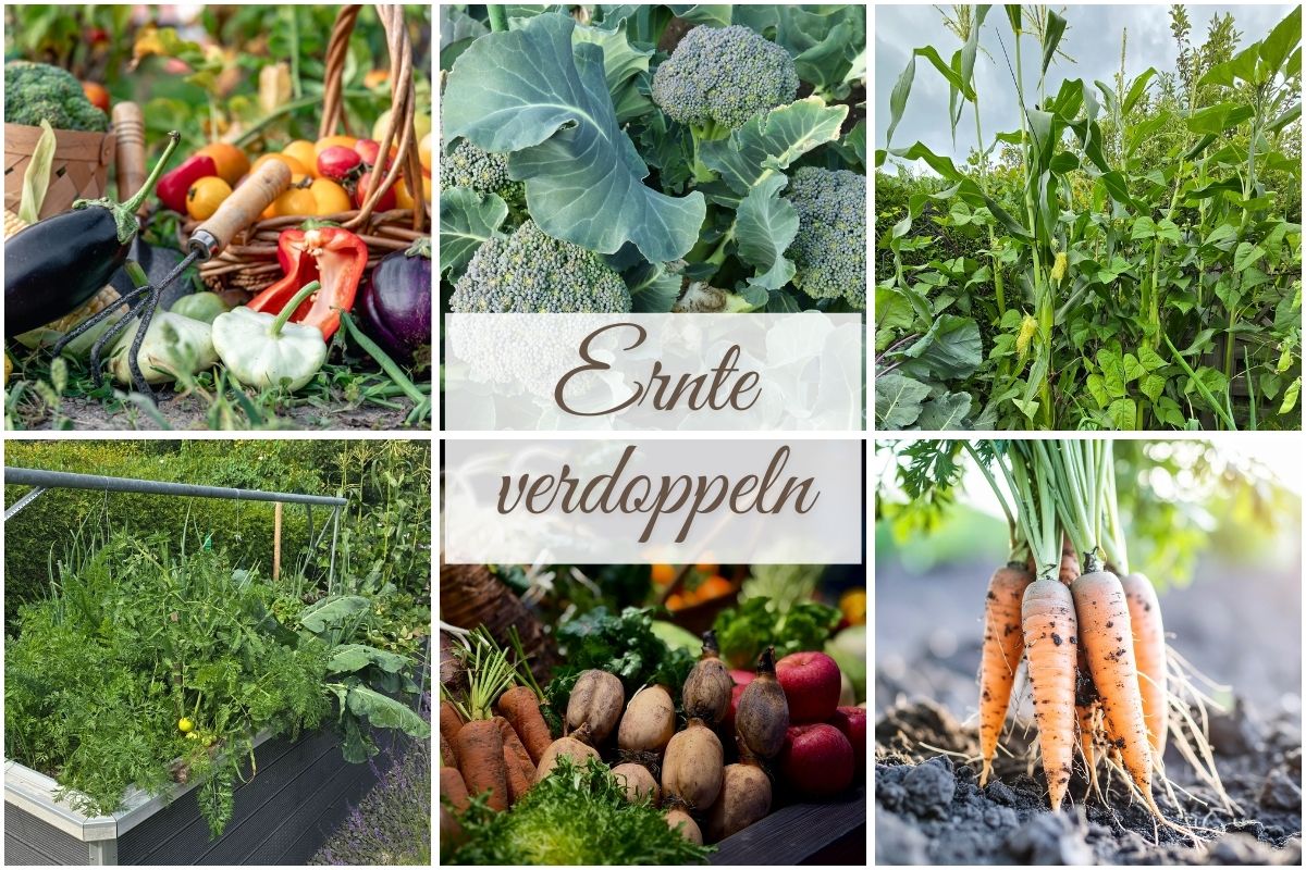 Clever anbauen: So kannst du deine Ernte verdoppeln oder sogar verdreifachen