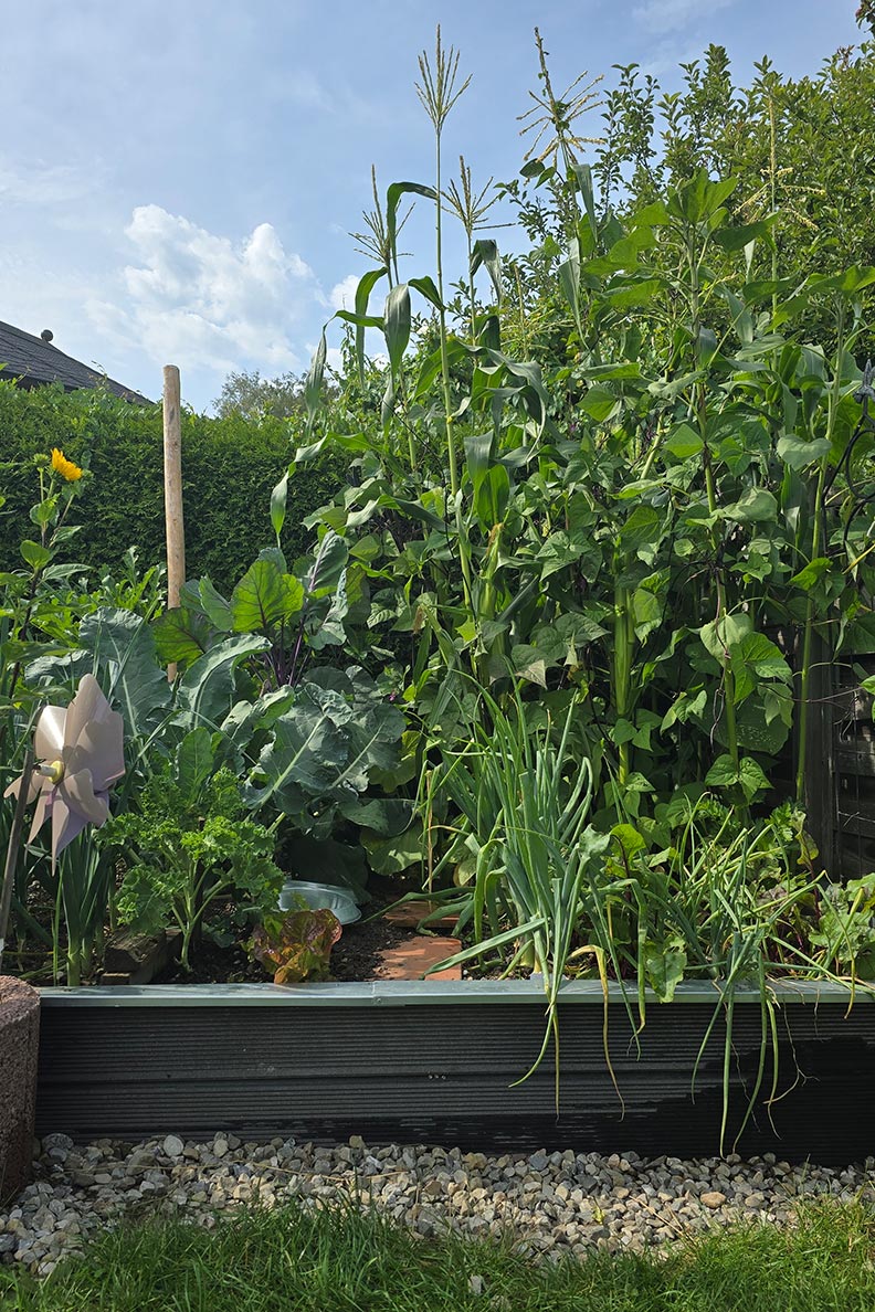 Milpa-Beet: Großer Ertrag auf kleinem Raum