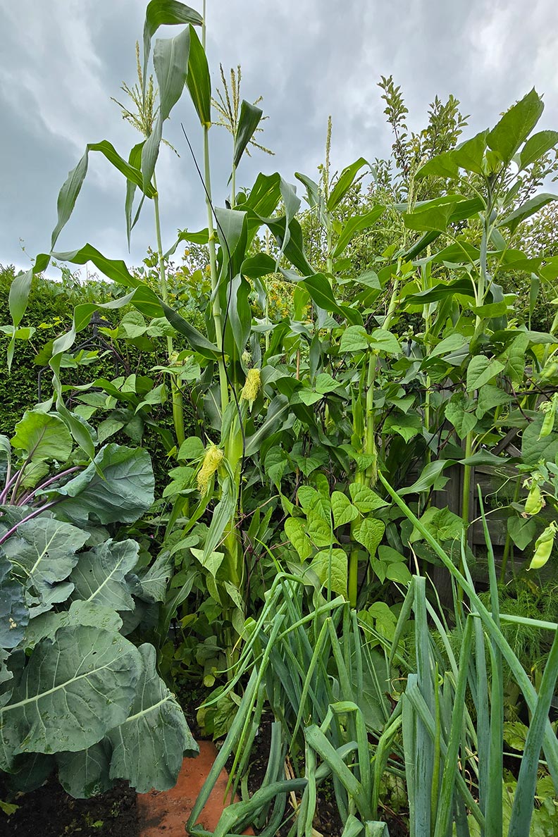 RetroCats Milpa-Beet oder Indiander-Beet