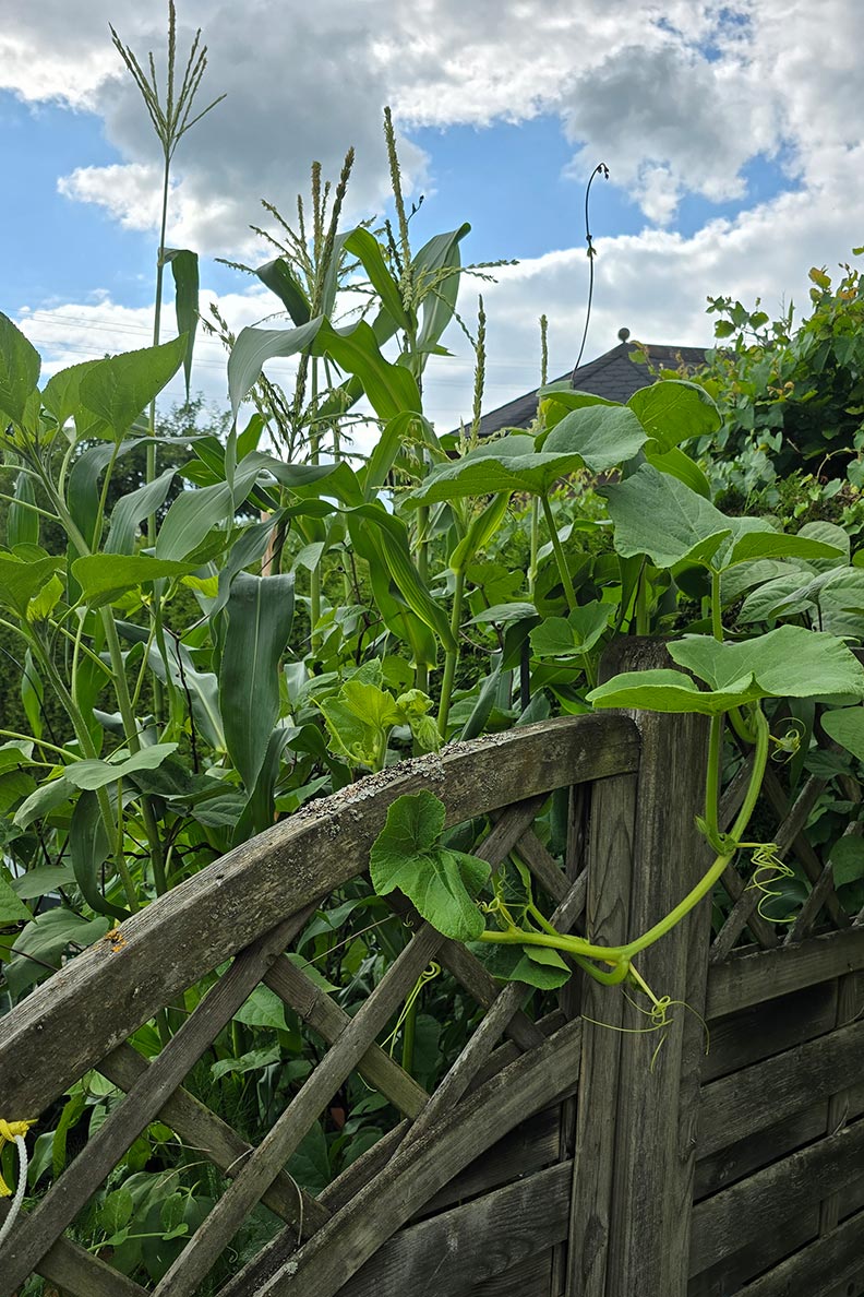 Kürbis wächst zwischen Mais und Bohnen - Milpa-Beet