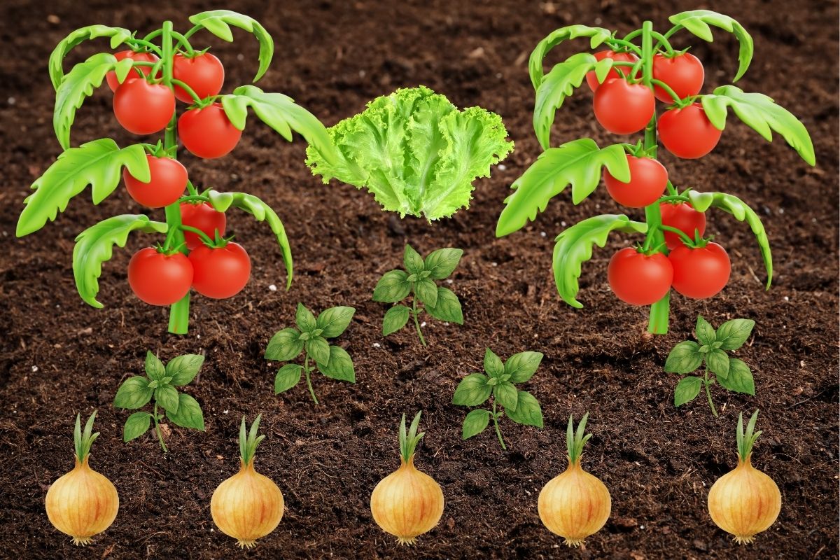 Ein Pflanzplan für eine perfekte Mischkultur: Tomaten, Basilikum und Zwiebeln