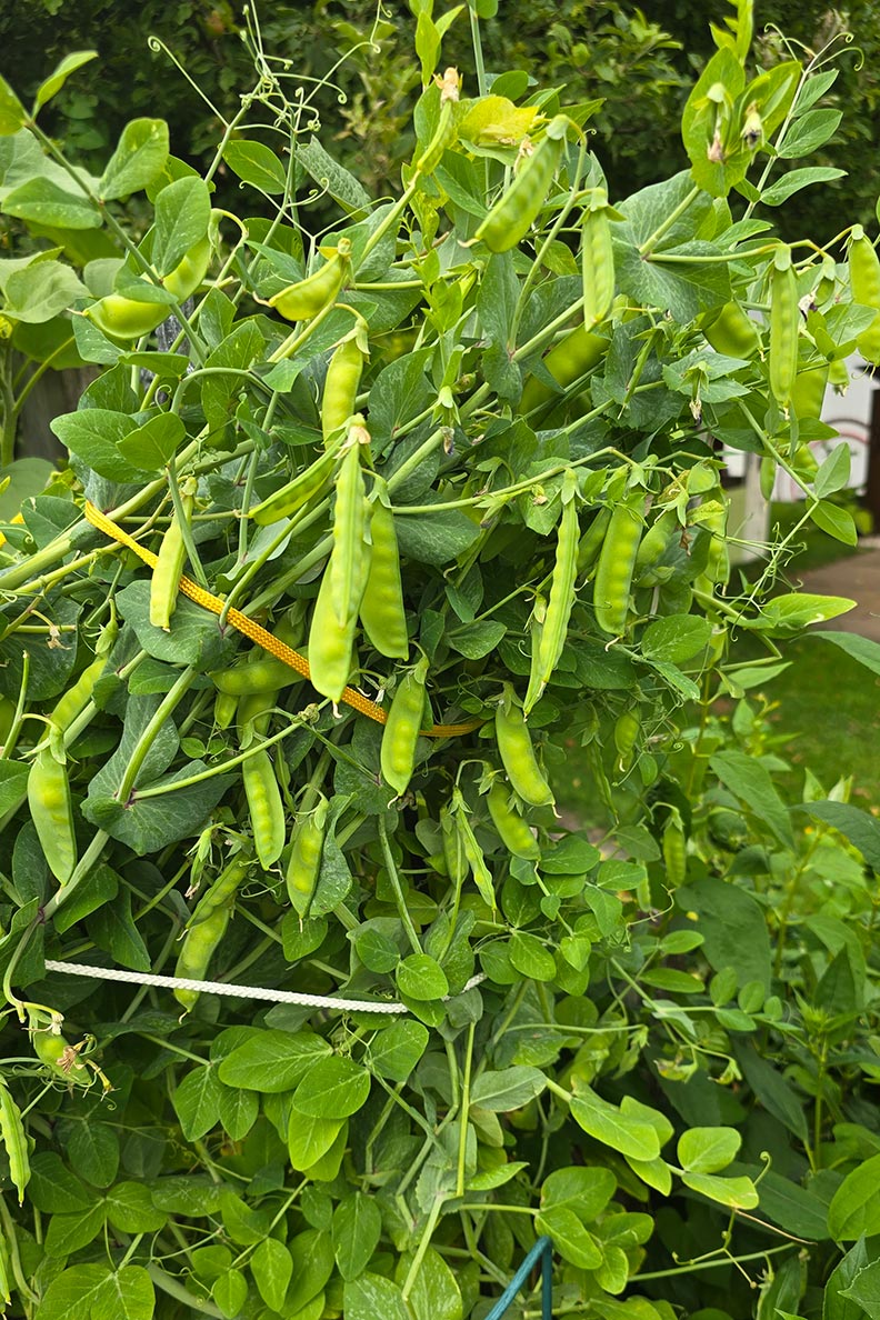 Zuckererbsen ranken nach oben oder unten