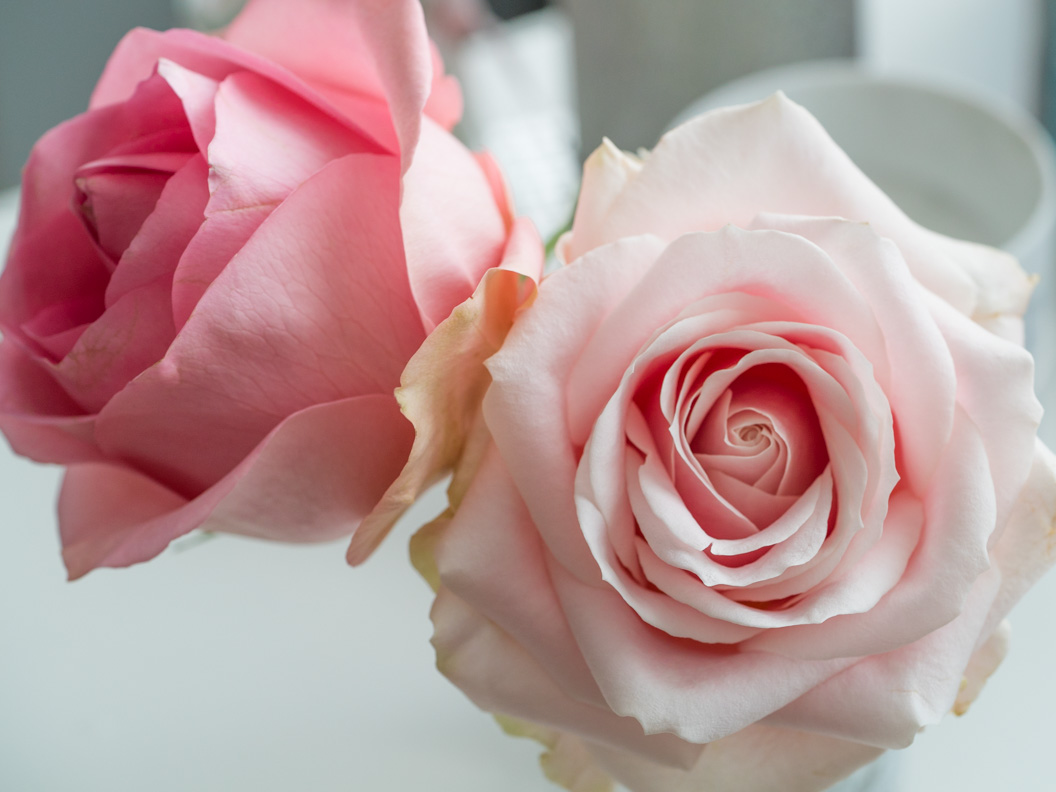 Rose in der Beauty-Welt