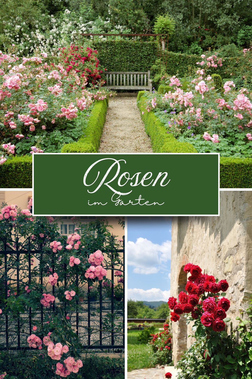 Schöne Rosen für den eigenen Garten: RetroCats Tipps