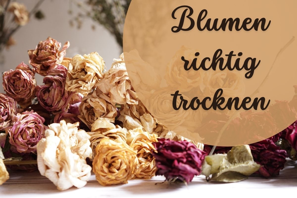 Blumen trocknen und dekorieren: Die schönsten Ideen für natürliche Spätsommer-Deko
